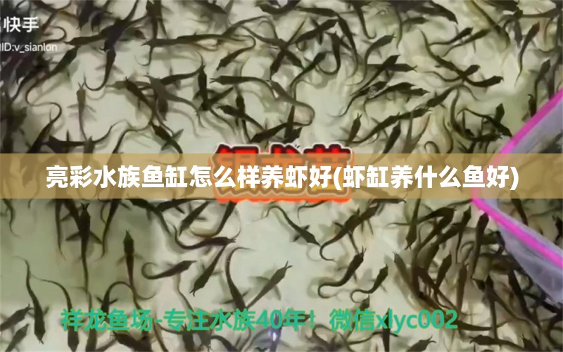 亮彩水族鱼缸怎么样养虾好(虾缸养什么鱼好)