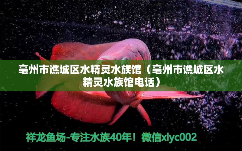 亳州市谯城区水精灵水族馆（亳州市谯城区水精灵水族馆电话）