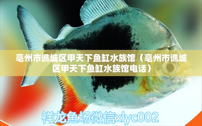 亳州市谯城区甲天下鱼缸水族馆（亳州市谯城区甲天下鱼缸水族馆电话） 全国水族馆企业名录