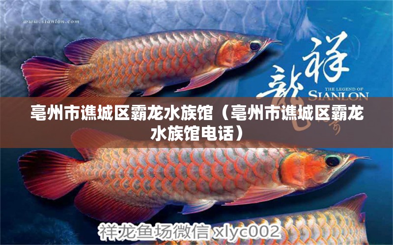 亳州市谯城区霸龙水族馆（亳州市谯城区霸龙水族馆电话） 全国水族馆企业名录