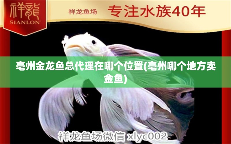 亳州金龙鱼总代理在哪个位置(亳州哪个地方卖金鱼) 奈及利亚红圆点狗头