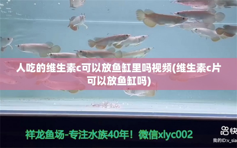 人吃的维生素c可以放鱼缸里吗视频(维生素c片可以放鱼缸吗)