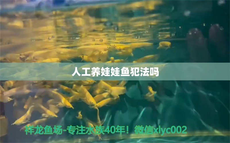 人工养娃娃鱼犯法吗 狗狗（犬） 第2张