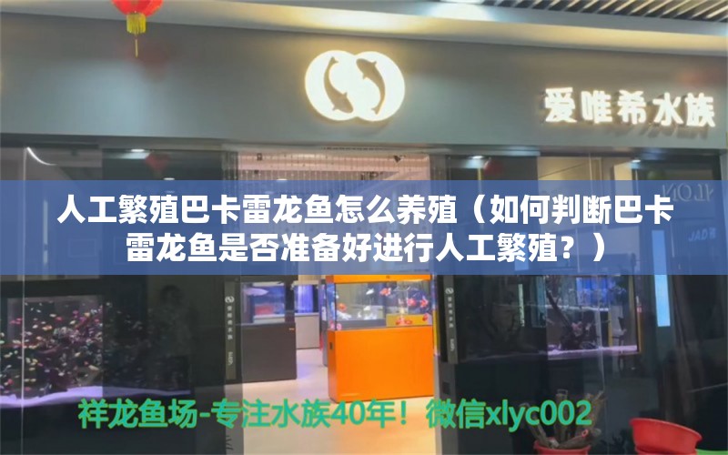 人工繁殖巴卡雷龙鱼怎么养殖（如何判断巴卡雷龙鱼是否准备好进行人工繁殖？）