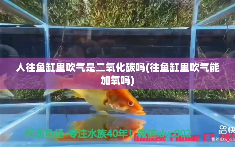 人往鱼缸里吹气是二氧化碳吗(往鱼缸里吹气能加氧吗) 二氧化碳设备