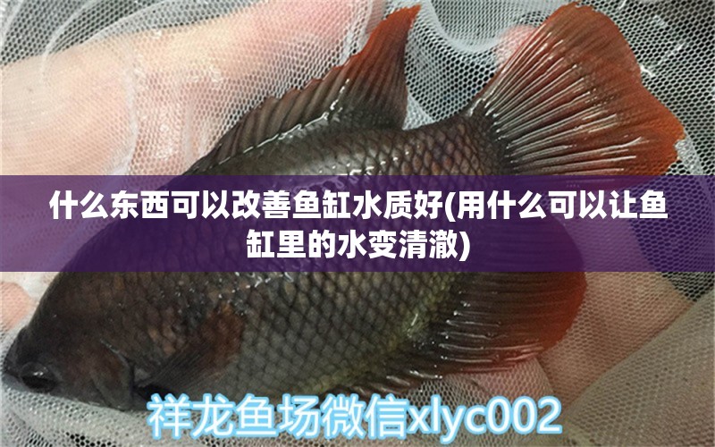 什么东西可以改善鱼缸水质好(用什么可以让鱼缸里的水变清澈)