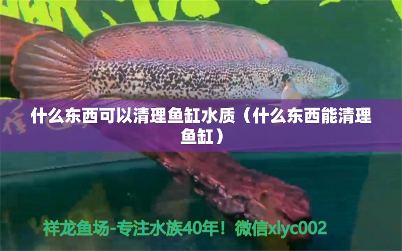 什么东西可以清理鱼缸水质（什么东西能清理鱼缸） 观赏鱼市场（混养鱼）