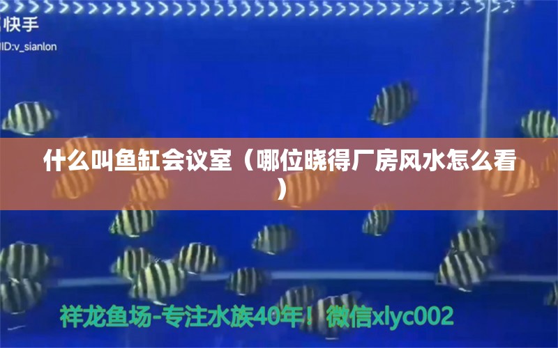 什么叫鱼缸会议室（哪位晓得厂房风水怎么看）