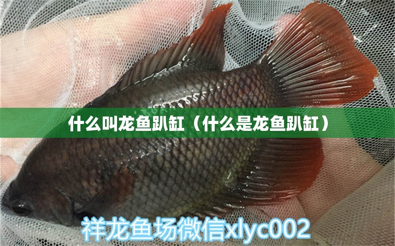 什么叫龙鱼趴缸（什么是龙鱼趴缸）