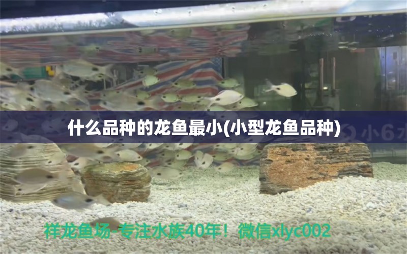 什么品种的龙鱼最小(小型龙鱼品种) 鱼粮鱼药 第1张