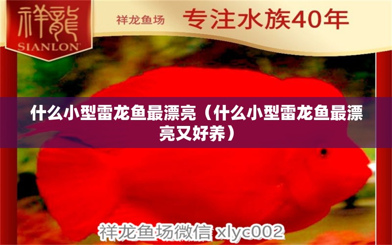 什么小型雷龙鱼最漂亮（什么小型雷龙鱼最漂亮又好养） 龙鱼疾病与治疗