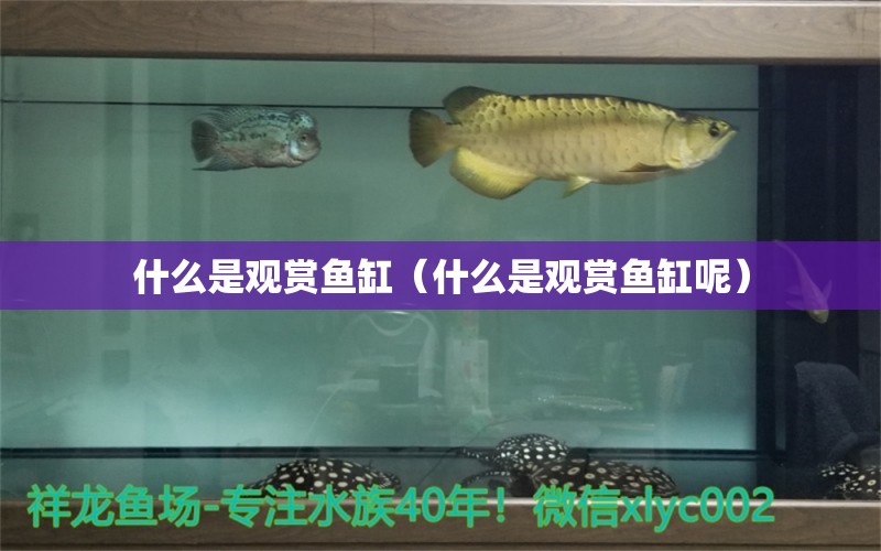 什么是观赏鱼缸（什么是观赏鱼缸呢）