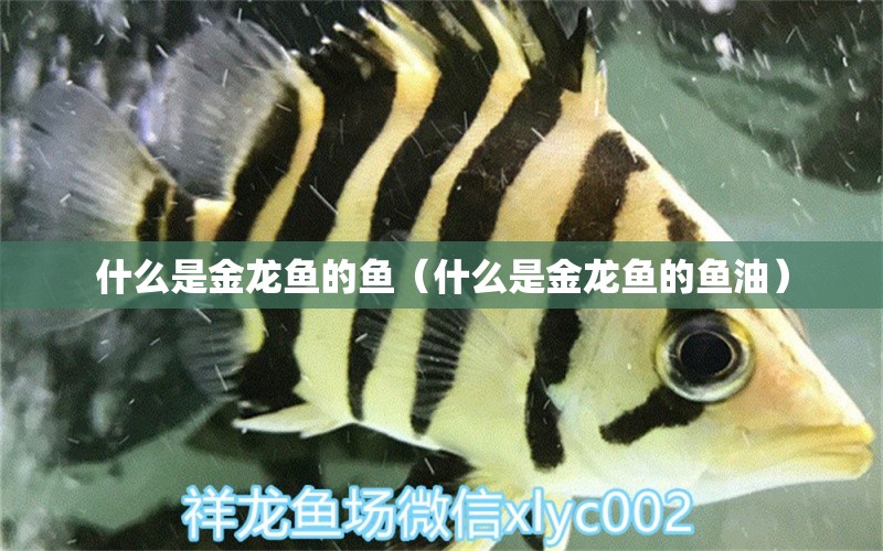 什么是金龙鱼的鱼（什么是金龙鱼的鱼油） 祥龙水族医院