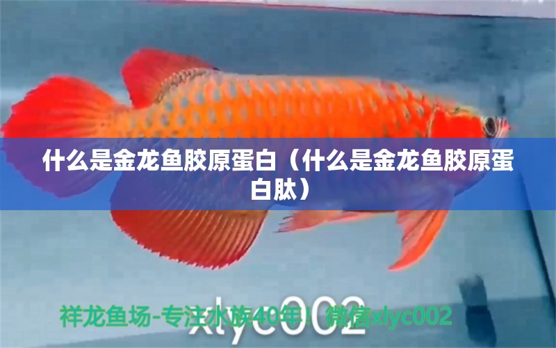 什么是金龙鱼胶原蛋白（什么是金龙鱼胶原蛋白肽） 广州龙鱼批发市场