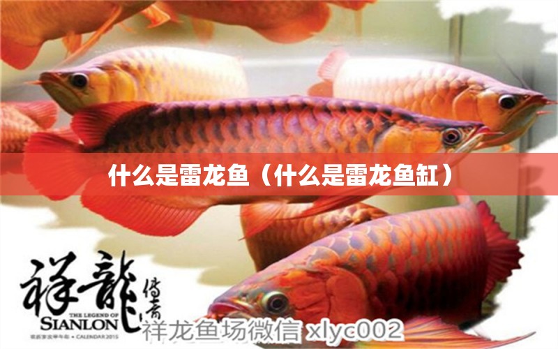 什么是雷龙鱼（什么是雷龙鱼缸） 广州龙鱼批发市场