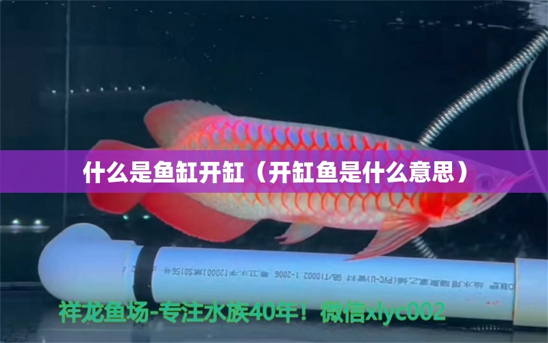 什么是鱼缸开缸（开缸鱼是什么意思）