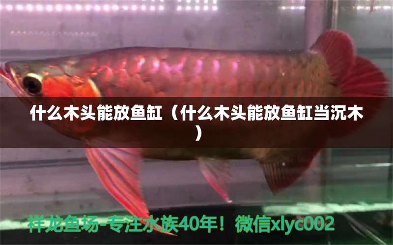 什么木头能放鱼缸（什么木头能放鱼缸当沉木） 其他品牌鱼缸