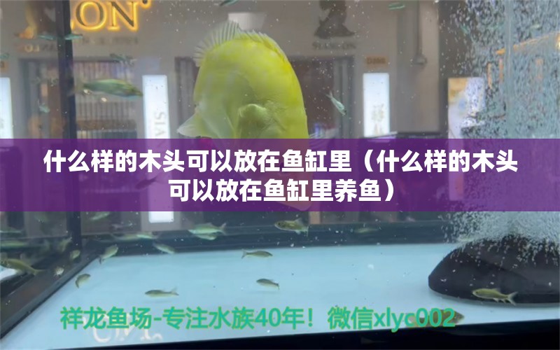 什么样的木头可以放在鱼缸里（什么样的木头可以放在鱼缸里养鱼） 其他品牌鱼缸