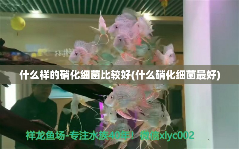 什么样的硝化细菌比较好(什么硝化细菌最好) 硝化细菌