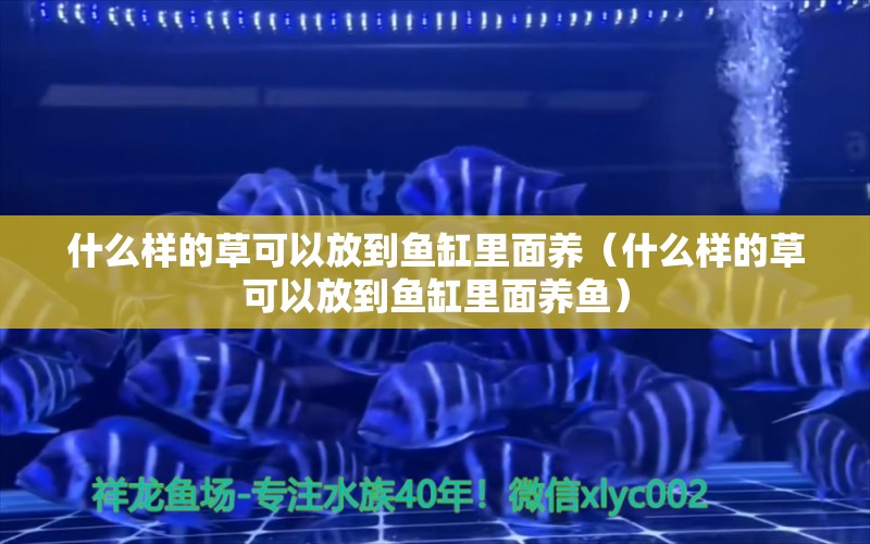 什么样的草可以放到鱼缸里面养（什么样的草可以放到鱼缸里面养鱼）