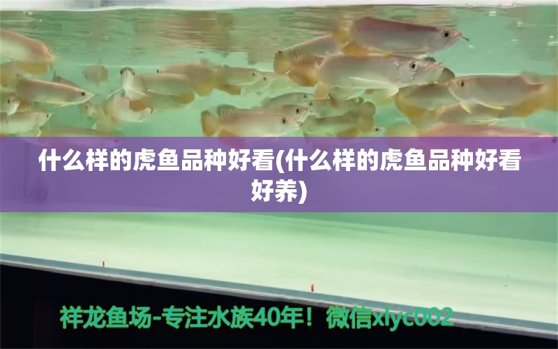 什么样的虎鱼品种好看(什么样的虎鱼品种好看好养)