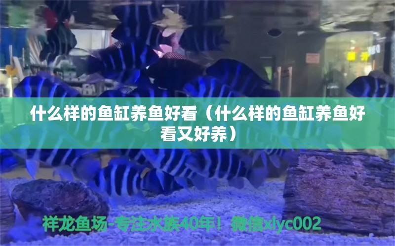 什么样的鱼缸养鱼好看（什么样的鱼缸养鱼好看又好养）