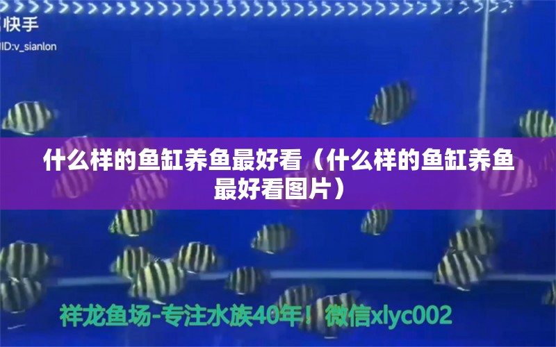 什么样的鱼缸养鱼最好看（什么样的鱼缸养鱼最好看图片） 福虎/异型虎鱼/纯色虎鱼