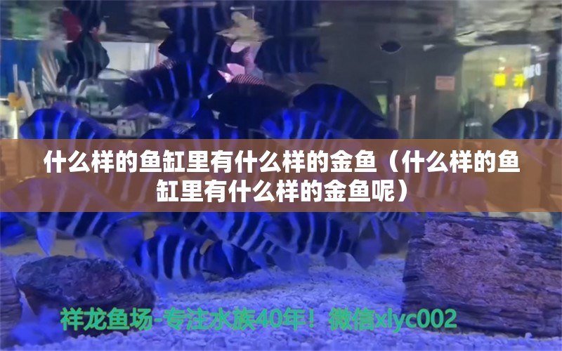 什么样的鱼缸里有什么样的金鱼（什么样的鱼缸里有什么样的金鱼呢）