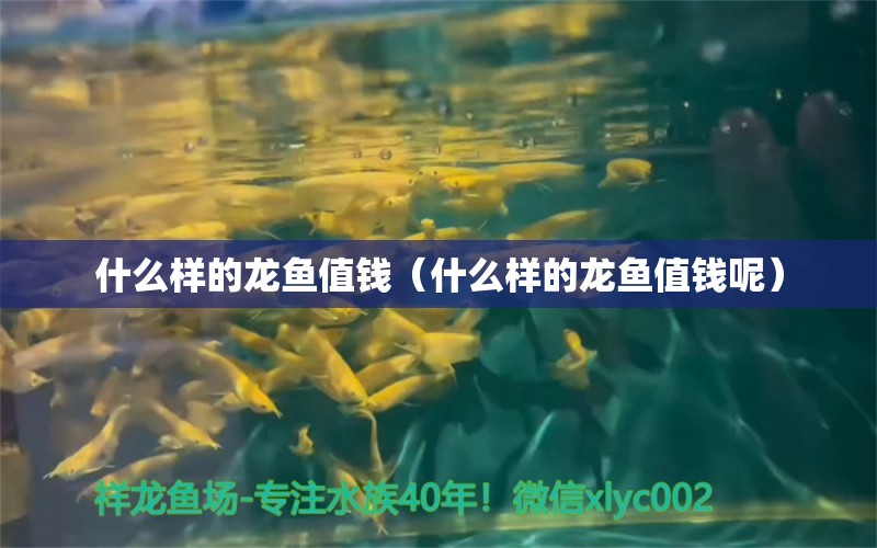 什么样的龙鱼值钱（什么样的龙鱼值钱呢） 广州龙鱼批发市场