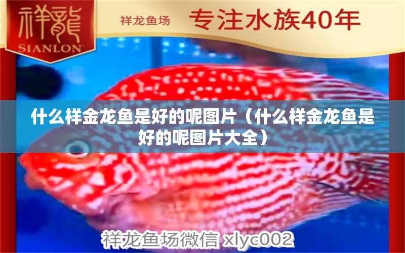 什么样金龙鱼是好的呢图片（什么样金龙鱼是好的呢图片大全） 广州龙鱼批发市场