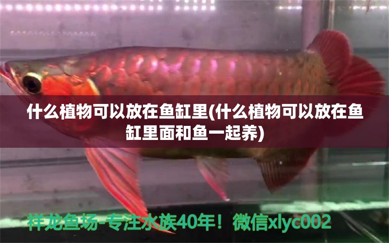 什么植物可以放在鱼缸里(什么植物可以放在鱼缸里面和鱼一起养) 广州龙鱼批发市场 第1张