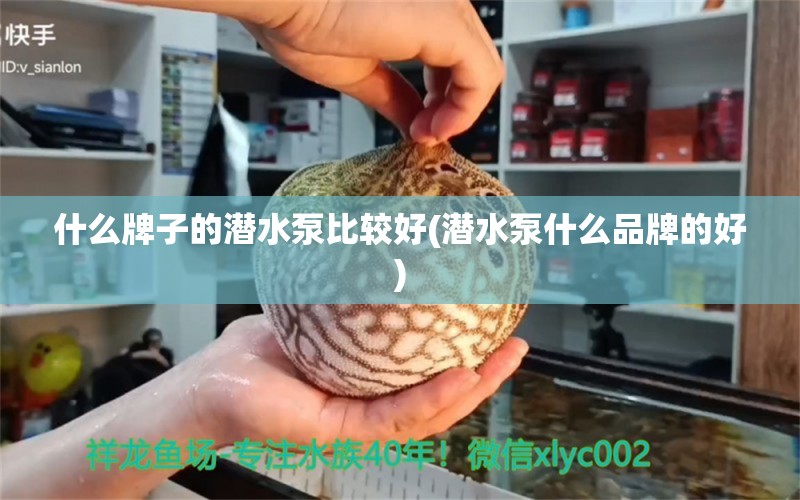 什么牌子的潜水泵比较好(潜水泵什么品牌的好) 非洲金鼓鱼