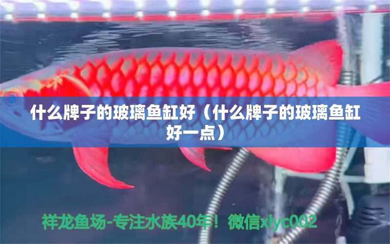 什么牌子的玻璃鱼缸好（什么牌子的玻璃鱼缸好一点） 斑马鸭嘴鱼