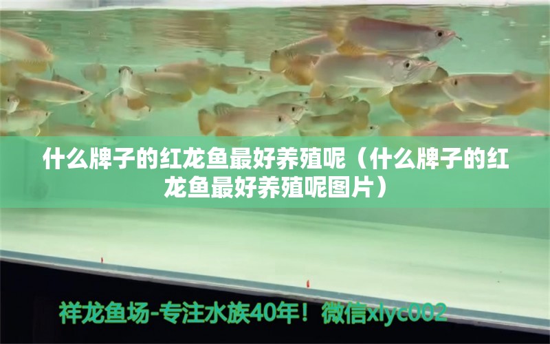 什么牌子的红龙鱼最好养殖呢（什么牌子的红龙鱼最好养殖呢图片） 广州龙鱼批发市场