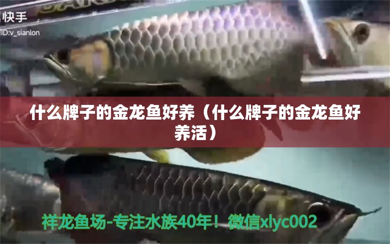 什么牌子的金龙鱼好养（什么牌子的金龙鱼好养活）