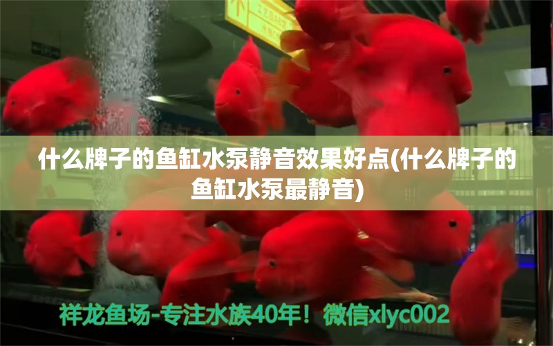 什么牌子的鱼缸水泵静音效果好点(什么牌子的鱼缸水泵最静音)