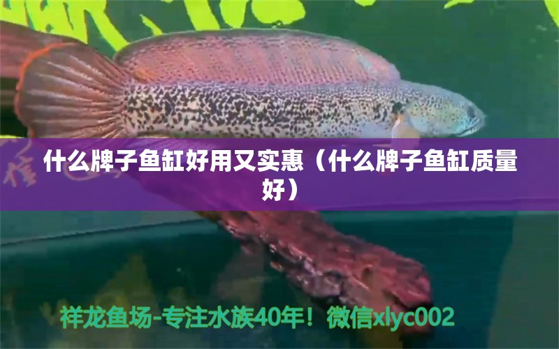 什么牌子鱼缸好用又实惠（什么牌子鱼缸质量好） 广州观赏鱼批发市场