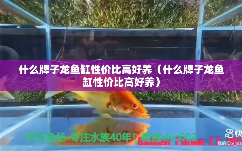 什么牌子龙鱼缸性价比高好养（什么牌子龙鱼缸性价比高好养）