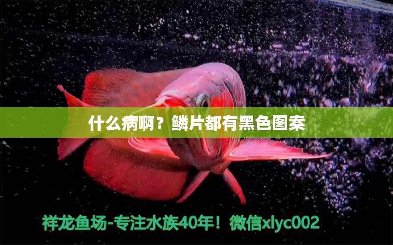 什么病啊？鳞片都有黑色图案 龙鱼疾病与治疗 第3张