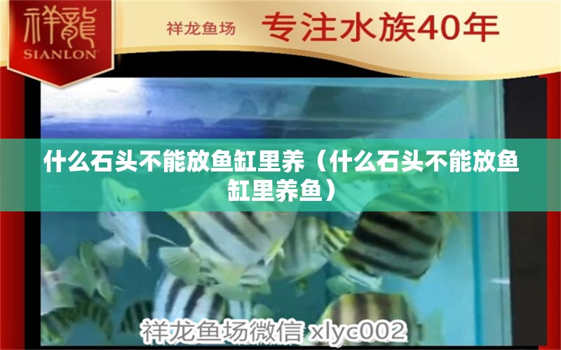 什么石头不能放鱼缸里养（什么石头不能放鱼缸里养鱼） 其他品牌鱼缸