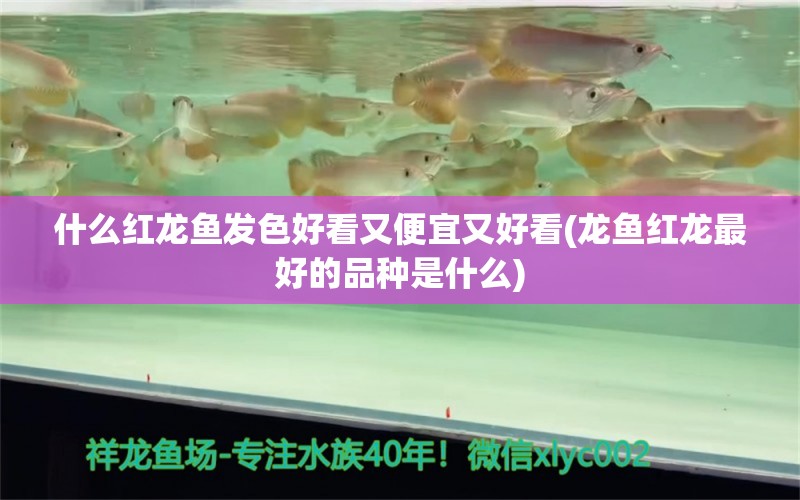 什么红龙鱼发色好看又便宜又好看(龙鱼红龙最好的品种是什么)