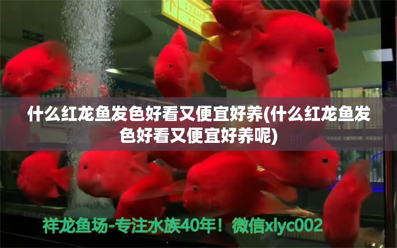 什么红龙鱼发色好看又便宜好养(什么红龙鱼发色好看又便宜好养呢) 鱼缸等水族设备