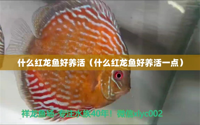 什么红龙鱼好养活（什么红龙鱼好养活一点）