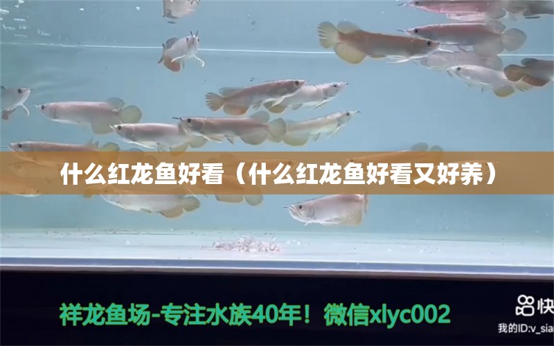 什么红龙鱼好看（什么红龙鱼好看又好养） 印尼红龙鱼