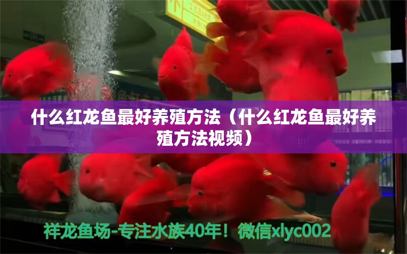 什么红龙鱼最好养殖方法（什么红龙鱼最好养殖方法视频） 广州龙鱼批发市场