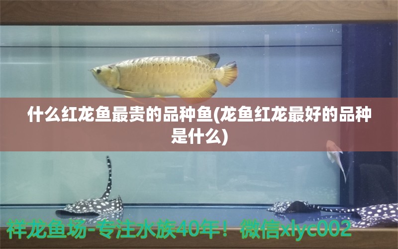 什么红龙鱼最贵的品种鱼(龙鱼红龙最好的品种是什么)