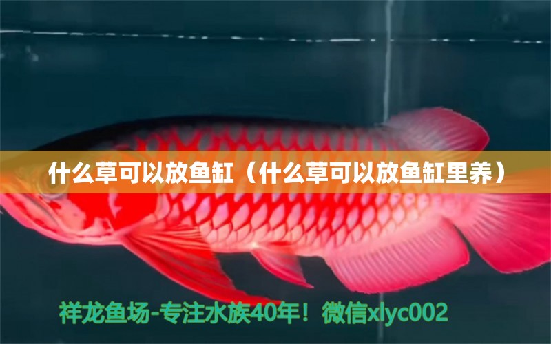 什么草可以放鱼缸（什么草可以放鱼缸里养）