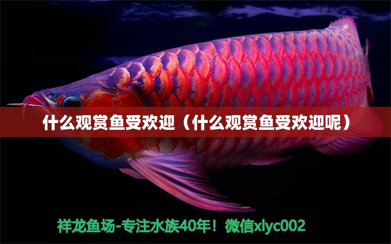 什么观赏鱼受欢迎（什么观赏鱼受欢迎呢） 祥龙水族医院