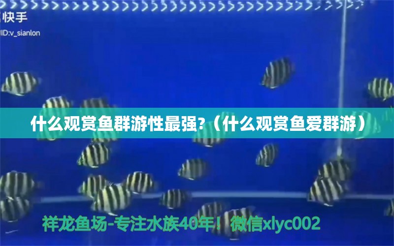 什么观赏鱼群游性最强?（什么观赏鱼爱群游） 蓝底过背金龙鱼