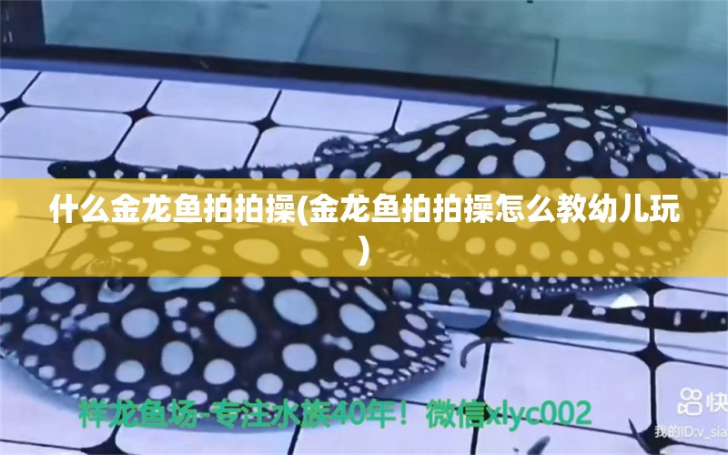 什么金龙鱼拍拍操(金龙鱼拍拍操怎么教幼儿玩)